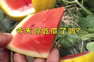 今日必吃大瓜每日吃瓜fun,跟随“吃瓜fun”探索娱乐圈新鲜事